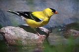 American Goldfinch_25442